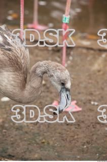 Head texture of gray flamingo 0020